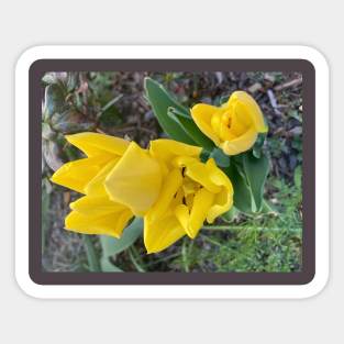 Yellow Tulips Sticker